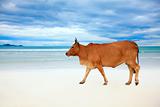 Cow on the beach