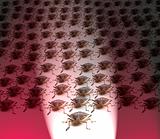 Army of Brown Stink Bugs