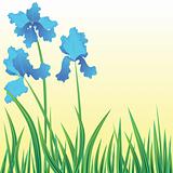 Flowers iris