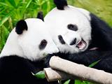 Couple of pandas