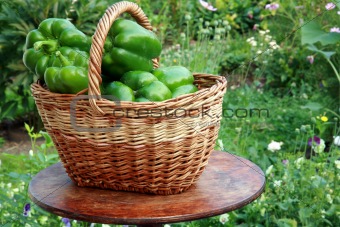 Basket with green paprika 