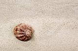 Sea shell on sand background