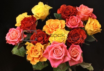 Bunch of roses on black background