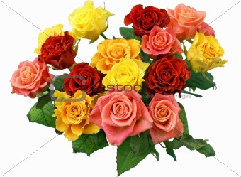 Bunch of roses isolated on white background