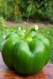 Big green pepper in the summer garden 