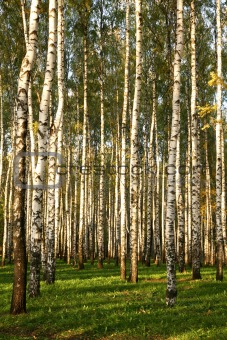 Birch grove in autumn 