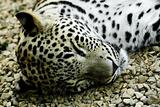 lying and sleeping Snow Leopard Irbis (Panthera uncia)