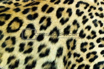  Snow Leopard Irbis (Panthera uncia) skin texture