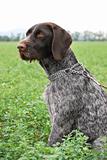 Wirehaired Pointer
