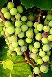Bunch of green grapes 
