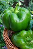 Freshness green pepper just from garden 