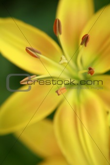 Golden abstract lily 