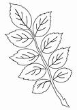 Leaf of dogrose, contour