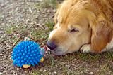 Dog with his toy