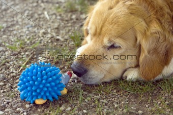 Dog with his toy