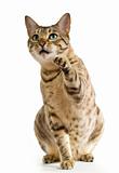 Bengal cat clawing at the air