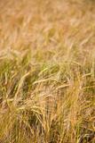 Wheaten field 