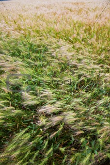 Wheaten field 