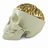 golden brains