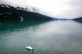 White swan in the mist lake 