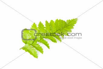 Leaf of fern isolated on white