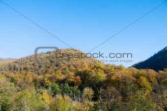 Autumn forest in the mountains