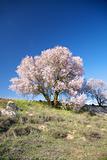 cherry tree flowering