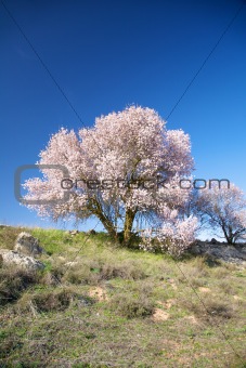 cherry tree flowering