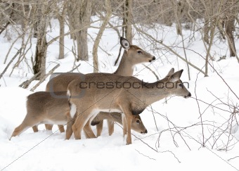 Whitetail Deer Yearlings And Doe