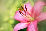 Pink lily closeup in mist