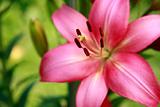 Pink lily on green background