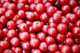 Red cherry background