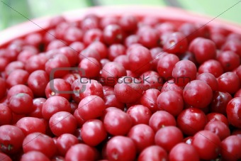 Red cherry background 