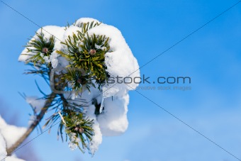 Pine Covered in Snow