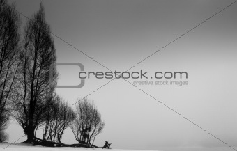 Trees Silhouetted Against a Gray Sky