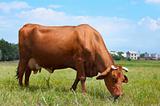 Cow at farmland eating fresh grass
