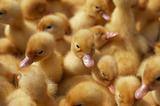 Yellow newborn baby ducklings