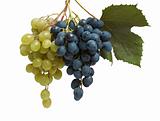 Two branches of white and blue grapes