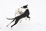 Two young greyhounds play at snow field