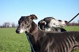 Pair of black greyhounds before hunting