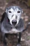 Portrait of old rescued grey-haired greyhound