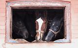 Horses looking through old window