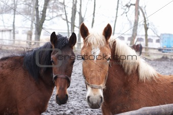 Two horses in outdoor enclosure
