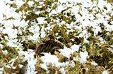 Branches of juniper under snow