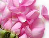 Petals of pink roses