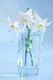 Three white lilies on glass at blue background