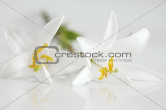 White lily. Two flowers on glossy white background