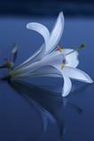 White Lily on blue glossy surface