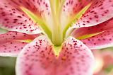 Close-up of Lily