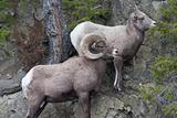 Bighorn sheeps